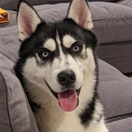Cooper - Siberian Husky