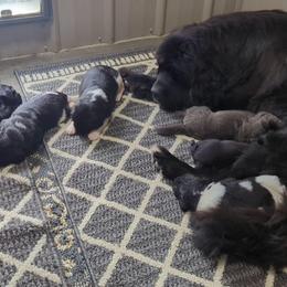 Newfoundland Landseer Female - White and black female Newfoundland puppy in Burfordville, Missouri from Umfleet Farms