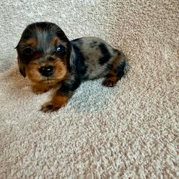 Scottie - Dapple male Dachshund puppy in Grant, Oklahoma from Weenie World