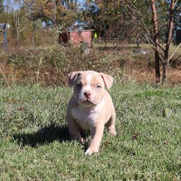 American Bully Puppies from Haymaker Bully Camp
