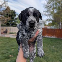 Barkley (Black Collar) - Blue male Australian Cattle Dog puppy in Ammon, Idaho from Piney River Cattle Dogs