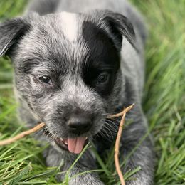 Boy 3 - Dill - Australian Cattle Dog puppy in Indiana from Quarter Acre Farms