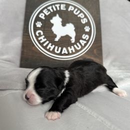 Shadow - Black and white male Chihuahua puppy in Dayton, Ohio from Petite Pups