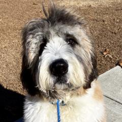 Goldendoodles and Saint Berdoodles from Southern Doodles of Eastern North Carolina