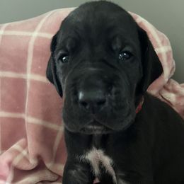 Boy 3 - Black Great Dane puppy in Argenta, Illinois from T3 Enchanted Forrest Danes