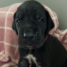 Boy 3 - Black Great Dane puppy in Argenta, Illinois from T3 Enchanted Forrest Danes