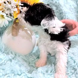 Maybelle - Parti female Miniature Schnauzer puppy in Muskogee, Oklahoma from A&W Miniature Schnauzers