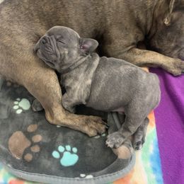 French Bulldog Puppies from Pardon My French Exquisite French Bulldogs