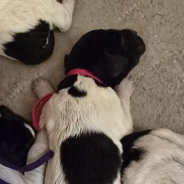 Female 1 - Pink - Black roan female German Shorthaired Pointer puppy in Philomath, Oregon from Calvert Kennels