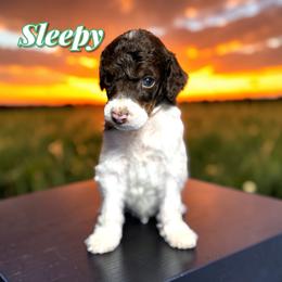 Sleepy - Parti male Poodle puppy in Pink Hill, North Carolina from Boodle's Standard Poodles