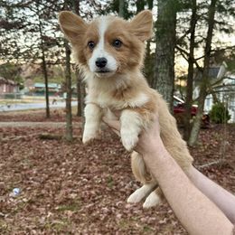 Legend - Sable male Pembroke Welsh Corgi puppy in White, Georgia from Royal Diamond Corgis