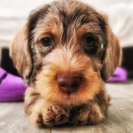 Dachshund Puppies from Lavendell Dachshunds
