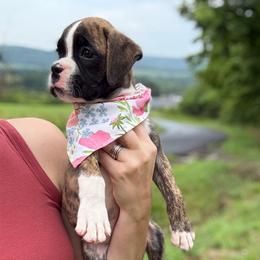 Kickin Roosters Peony (Lt. Pink Collar) - Fawn female Boxer puppy in Alpine, New York from Kickin Rooster AKC Boxers