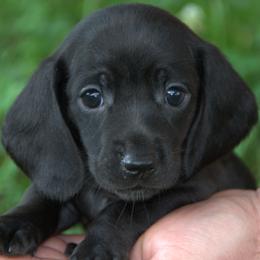 Lopez - Black female Dachshund puppy in Griffin, Georgia from Always Trippin' Doxie Life