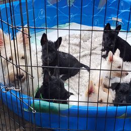 Scottish Terrier Puppies from Nicole's Scottish Terriers