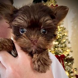 Little Finn - Chocolate and tan male Yorkshire Terrier puppy in Yuma, Arizona from Yuma Yorkie