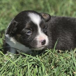 Female 1 - Black and white female American Corgi puppy in Portland, North Dakota from Sliding stop corgis