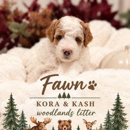 Fawn (has her own genetics great for family pet or breeders - Parti female Goldendoodle puppy in St. George, Utah from Dashing Doodle Pups