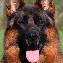 Zaki - German Shepherd