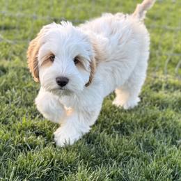 Spud - Apricot male Australian Labradoodle puppy in Newdale, Idaho from Grand Peaks Labradoodles