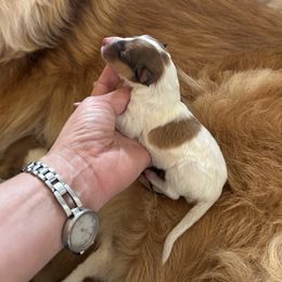 Philip - White male Collie puppy in Abilene, Texas from Regal Lassie's