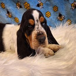 Enzo - Black brown and white male Basset Hound puppy in Mack's Creek, Missouri from Mack's Creek Basset Hounds