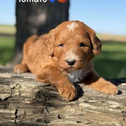 Tomato - Red male Bernedoodle puppy in Lancaster, Minnesota from Richardville Hunde