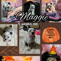 Maggie - Blue mottled female Australian Cattle Dog puppy in Fife Lake, Michigan from Kurczak Farm LLC