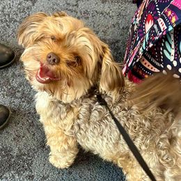 Scrappy - Yorkshire Terrier