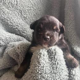 Memphis - Black tri male Toy Australian Shepherd puppy in Union Grove, North Carolina from Grove Farm