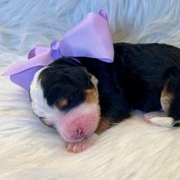 Lavender Girl - Tri-color female Bernedoodle puppy in The Woodlands, Texas from Gracie's Goldendoodles and Bernedoodles of The Woodlands