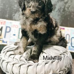 Midway - Merle male Goldendoodle puppy in Pasco, Washington from Camp Doodle Woods