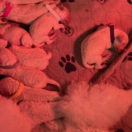 Poodle Puppies from Cute paws poodles