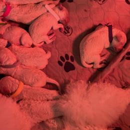 Poodle Puppies from Cute paws poodles