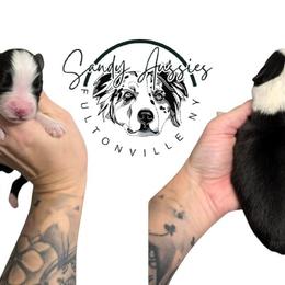 Frost - Black tri-color male Australian Shepherd puppy in Fultonville, New York from Sandy Aussies, Mini Dachshunds & Pomeranians
