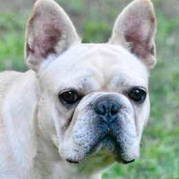 French Bulldogs from Frenchies of Avondale