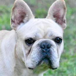 French Bulldogs from Frenchies of Avondale