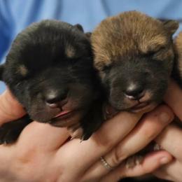 Shikoku Ken puppies from Kiseki No Yama