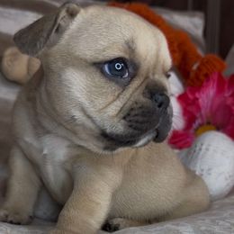 Zia - Fawn and white female French Bulldog puppy in Waitts Lake, Washington from Best Friend standard Frenchies