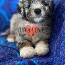 Aussiedoodle, Bernedoodle, Cockapoo, and Goldendoodle Puppies from Puppy Love Doodles