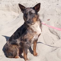 Delta - Australian Cattle Dog