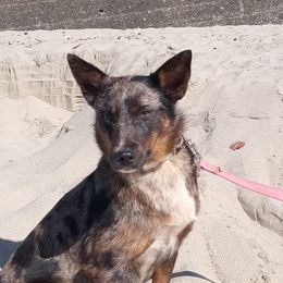 Delta - Australian Cattle Dog
