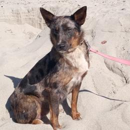 Delta - Australian Cattle Dog