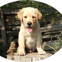 Labrador Retriever Puppies from Lorlyn Labradors