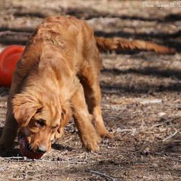 Chance, Polly's Dark Blue Boy - Dark golden male Golden Retriever puppy in Idaho Falls, Idaho from Once Upon A Dream Kennels