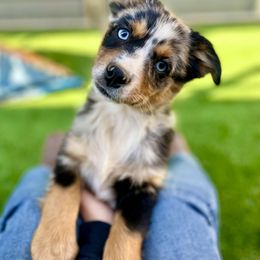 Australian Shepherd and Miniature Australian Shepherd Puppies from Magic Ranch Mini Aussies