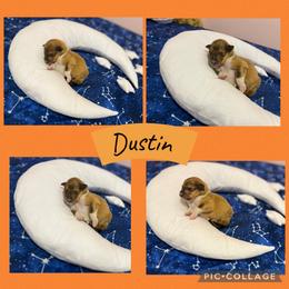 Dustin - Sable male Collie puppy in Chilhowie, Virginia from Jolly Collies & Kingdom Elite Yorkshire Terriers
