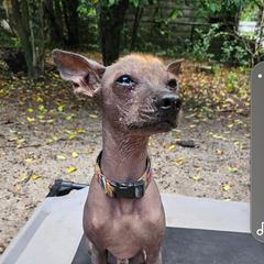 Yoshi - Xoloitzcuintli