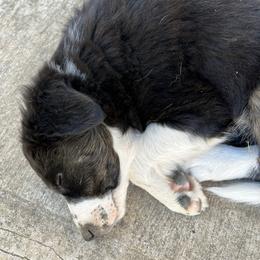 Border Collie Puppies from Roaring River Border Collies