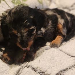 Dachshund Puppies from Darling Dachshunds